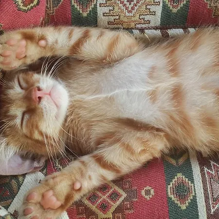 Kilim Ξενοδοχείο 2*